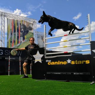 Canine Stars